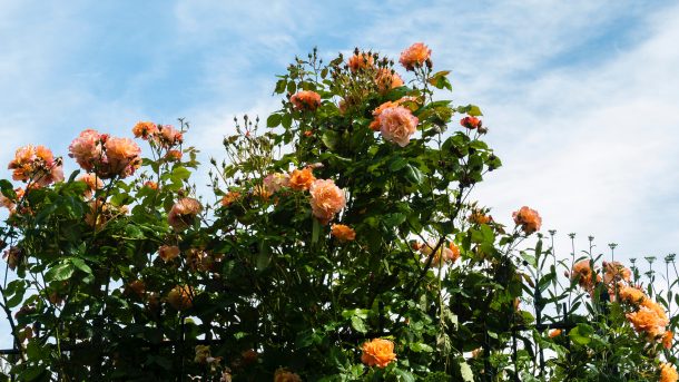 De verschillen tussen klimrozen en Rambler rozen